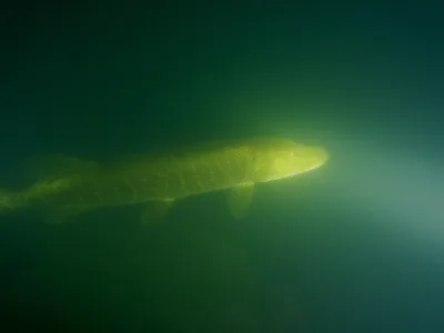 Lom Šošůvka, fotografie 458