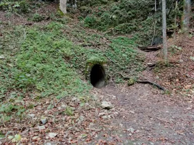 Plazivá kačena, fotografie 44