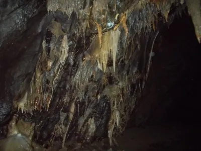Plazivá kačena, fotografie 100