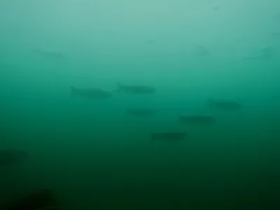 Lom Šošůvka, fotografie 69