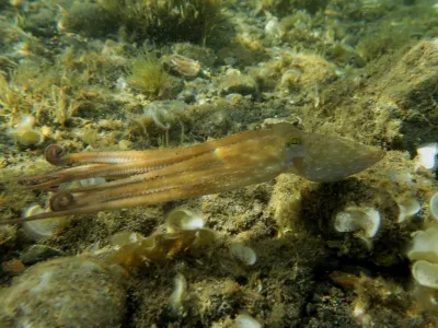 Elba - pláž Terranera, fotografie 38