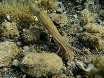 Elba - pláž Terranera, fotografie 39