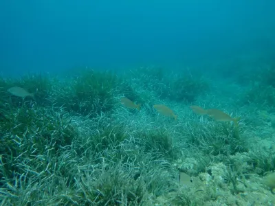 Elba - Sant´ Andrea, fotografie 38