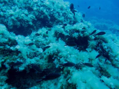 Elba- Corallina Interna, fotografie 4