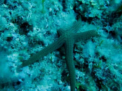 Elba- Corallina Interna, fotografie 11