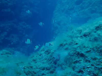 Elba- Corallina Interna, fotografie 17