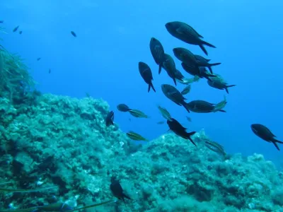 Elba- Corallina Interna, fotografie 19