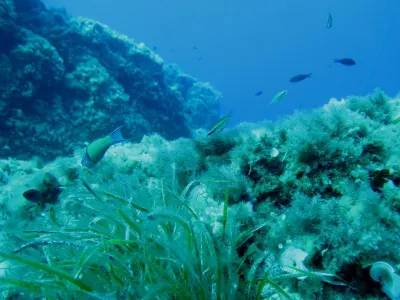 Elba- Corallina Interna, fotografie 21