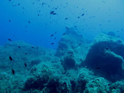 Elba- Corallina Interna, fotografie 26