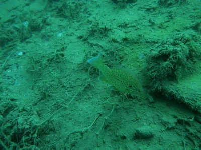 Senec - Guláška lokalita č.2, fotografie 30