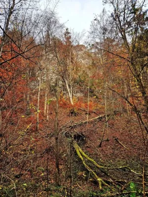 Plazivá kačena, fotografie 6