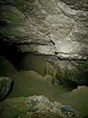 Plazivá kačena, fotografie 27