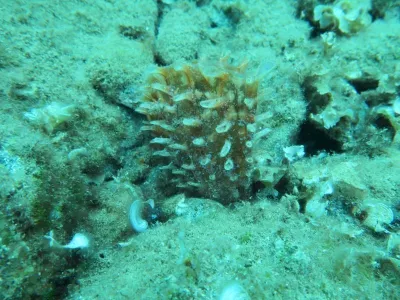Elba - Itálie, fotografie 139