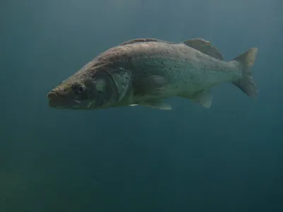 Lom Čierna voda, fotografie 65