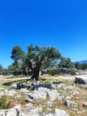 Stará Novalja - Chorvatsko, fotografie 12
