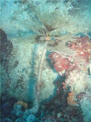 Istrie sv. Marina, fotografie 6