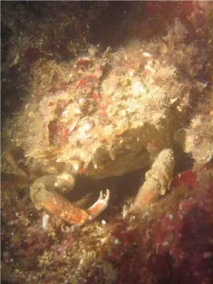 Istrie sv. Marina, fotografie 42