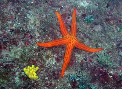 Elba, fotografie 19