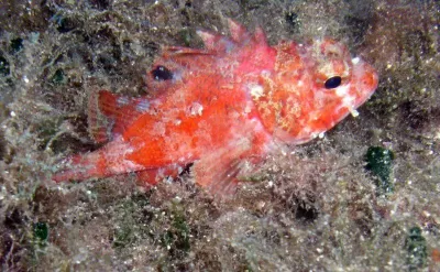 Elba, fotografie 55