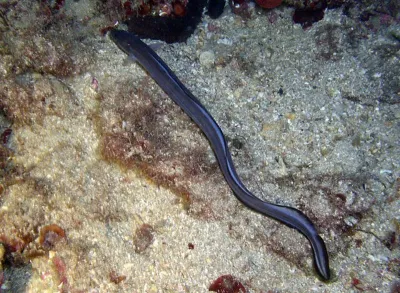 Elba, fotografie 57