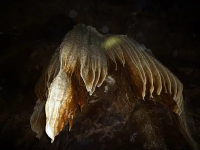 Plazivá kačena, fotografie 38