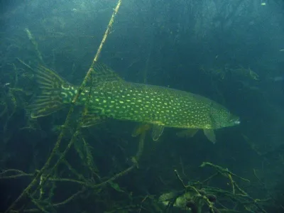 Lom Blansko, fotografie 93