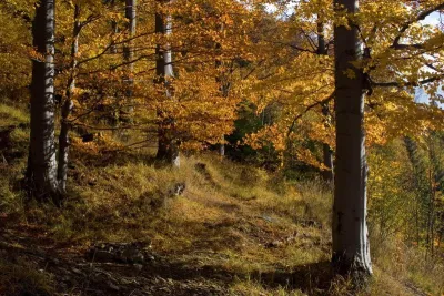 Svobodné Heřmanice, fotografie 22