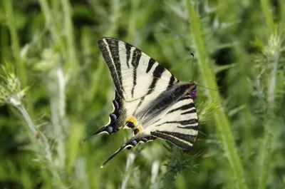 Istrie - Chorvatsko, fotografie 80