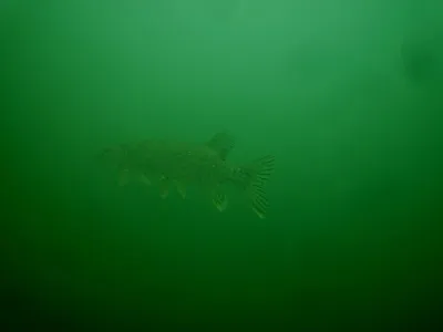 Lom Bolko - Polsko, fotografie 17