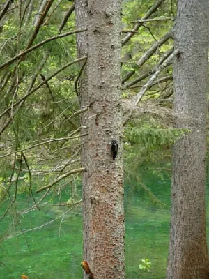 Grünen See - Rakousko, fotografie 50