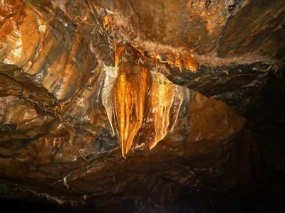 Plazivá kačena, fotografie 39