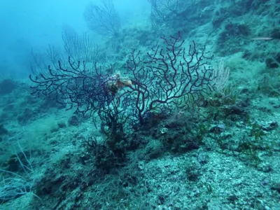 Elba - Itálie, fotografie 19