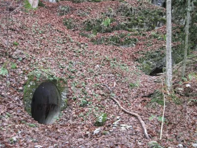 Plazivá kačena, fotografie 45