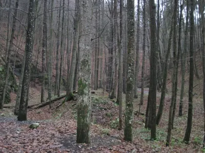 Plazivá kačena, fotografie 46