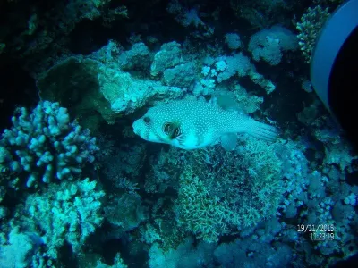 Egypt - severní safari, fotografie 22