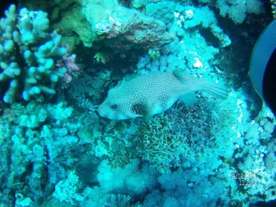 Egypt - severní safari, fotografie 23