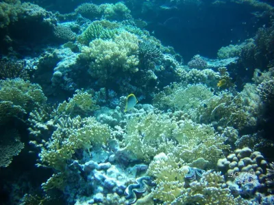 Egypt - severní safari, fotografie 27