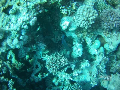 Egypt - severní safari, fotografie 51