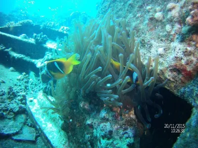 Egypt - severní safari, fotografie 74