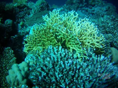Egypt - severní safari, fotografie 78