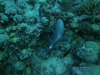 Egypt - severní safari, fotografie 127