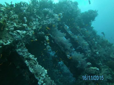 Egypt - severní safari, fotografie 130