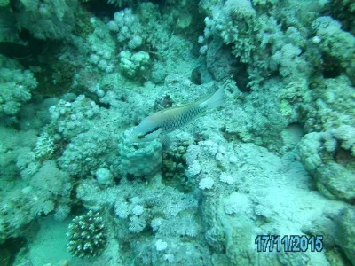 Egypt - severní safari, fotografie 141