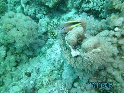 Egypt - severní safari, fotografie 142
