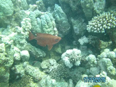 Egypt - severní safari, fotografie 146