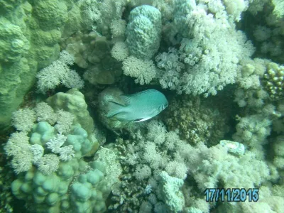 Egypt - severní safari, fotografie 152