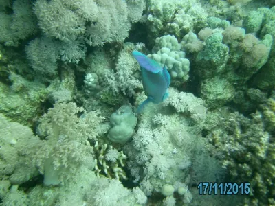 Egypt - severní safari, fotografie 153