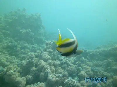 Egypt - severní safari, fotografie 155