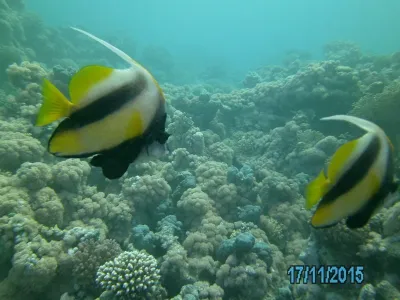 Egypt - severní safari, fotografie 156