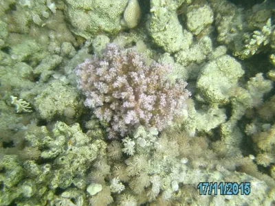 Egypt - severní safari, fotografie 157